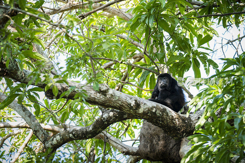 树上成年雄性吼猴(Alouatta paliatta)